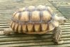 Sulcata Juv F 2.JPG