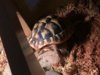 ImageUploadedByTortoise Forum1419513252.067805.jpg