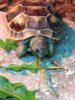 ImageUploadedByTortoise Forum1419695750.326172.jpg