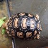 ImageUploadedByTortoise Forum1419705271.072156.jpg