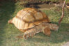 sulcata-tortoise-3.jpg