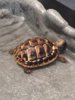 ImageUploadedByTortoise Forum1419956548.197985.jpg