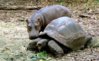 baby-hippo-tortoise-love-family.jpg