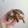 ImageUploadedByTortoise Forum1420473523.029435.jpg