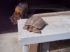 Desert Tortoise & Little Girl Kitty '12.jpg