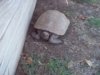 Desert Tortoise 07-27-14 a.jpg
