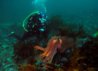 psglmp-diver-giant-cuttlefish.jpg
