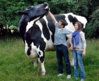 Biggest-Cow2.jpg