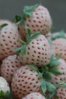 white strawberry.jpg