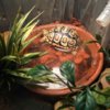 ImageUploadedByTortoise Forum1420856042.628558.jpg