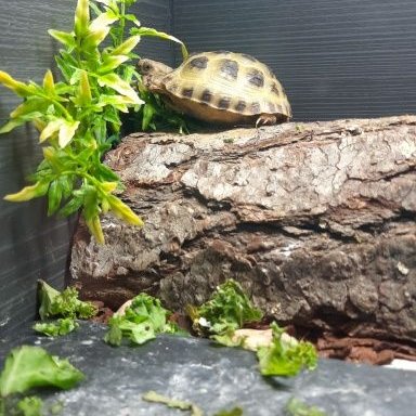 Darker patches on Russian tortoise?