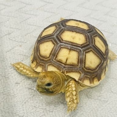 Cypress mulch for sulcata tortoise best sale