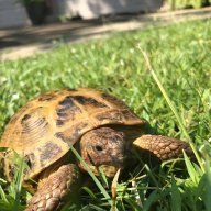 Christopher Tortoise