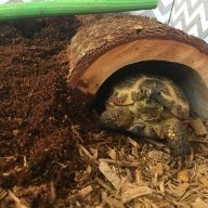 Lemmy the tortoise