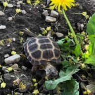 nuttytortoisekeeper