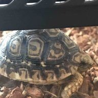 Hageshī The Tortoise