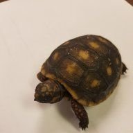 Olivertort1