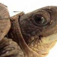 George the Turtle