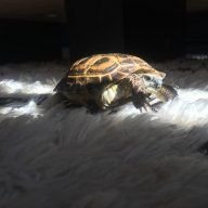 Tortillathetortoise