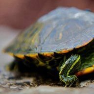 red_eared_slider