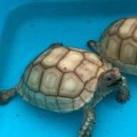 Sulcata Tortoise