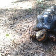 Tiki/Red Foot Tortoise