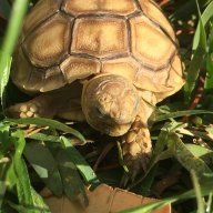 Tony the Tort42