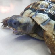 rakuthetortoise