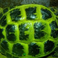 Ruszian Tortoise