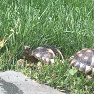 Speedy and Pokey TheTorts