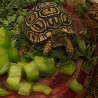 Leopard Tort Beans