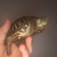 Box Turtle Tuesday