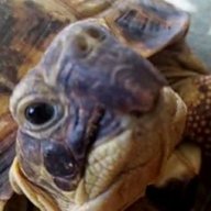 Zippy the tortoise