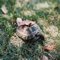 waffles_the_tortoise