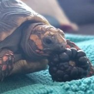 Tubi the tortoise