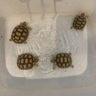 fourtorts