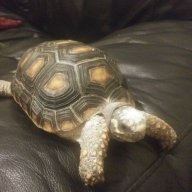 Turtle girl 1031