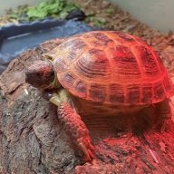 StevenTheTort