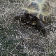 Ajayna.the.tortoise