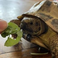 tortilla-the-tortoise