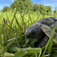 MyGreekTortoise