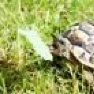 tortoisechick