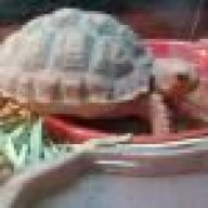 Dobby The Tortoise