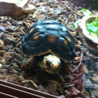 jerry the tortoise