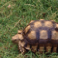 Sulcata or chaco Tortoise Forum