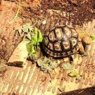 AZtortMom