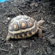 Mr.Tortoise95