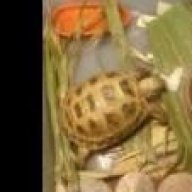 russian tortoise boy