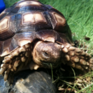 AesopTortoise