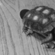 tortoise007